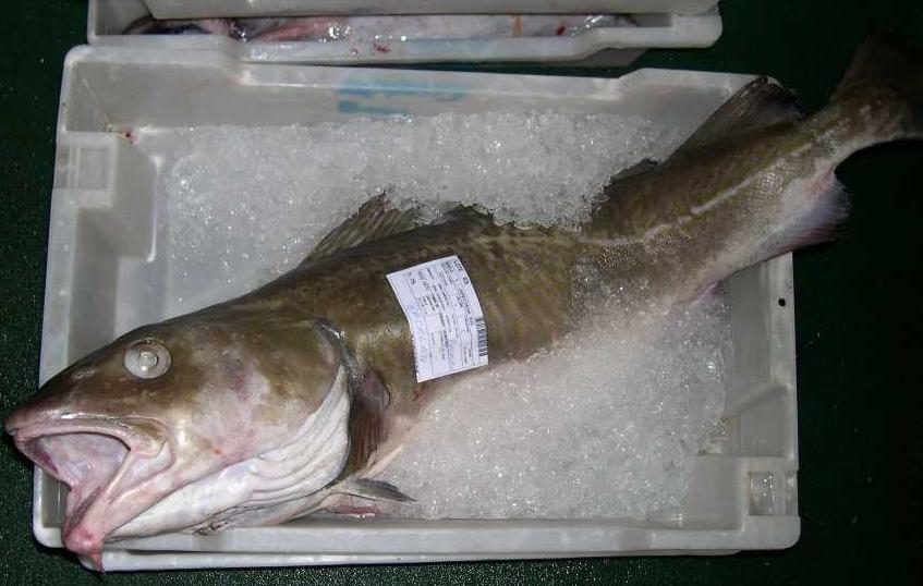 bacalao fresco bacalao fresco