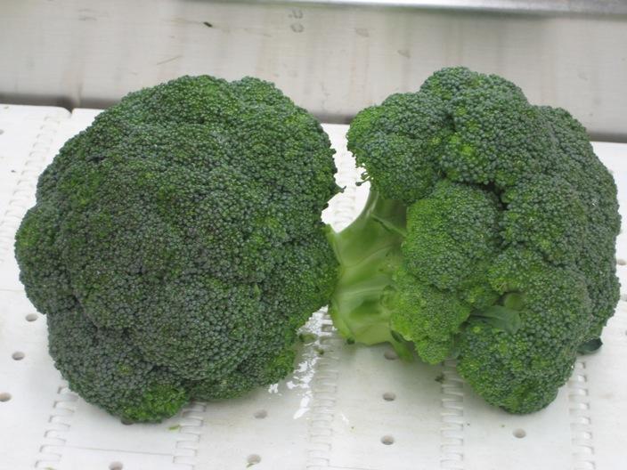 brecol o brocoli