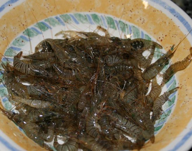 camarones