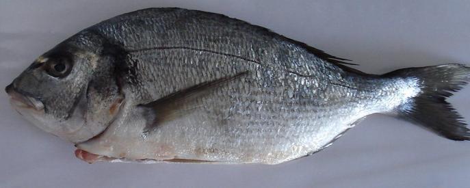 dorada