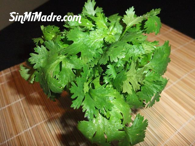 cilantro o culantro