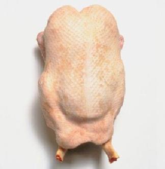 pato pato