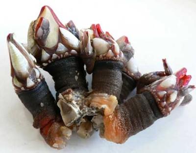 percebes