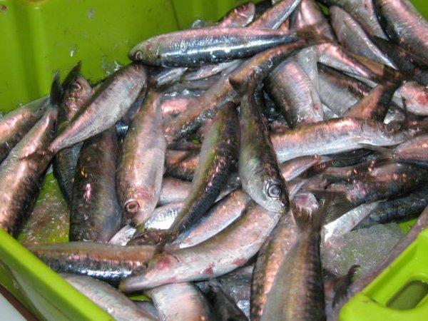 sardinas